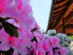 花廊