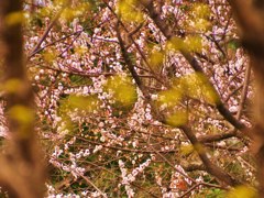 黄梅