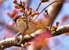 花雀