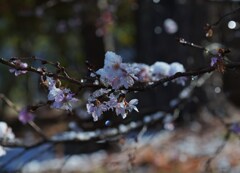 氷桜
