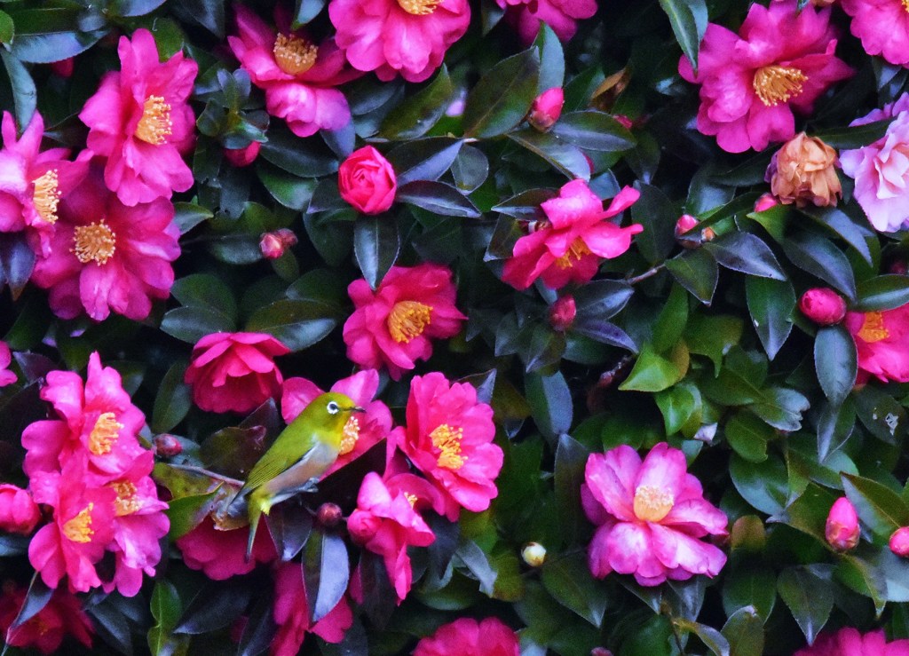 花中