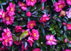 花中