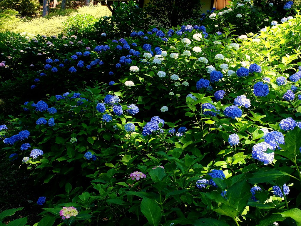 花流