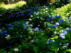花流