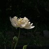白い造形
