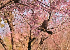 花翔
