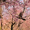 花翔