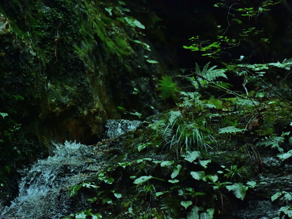 原生