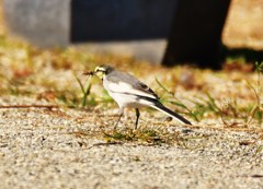 食欲