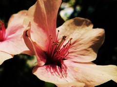 花央