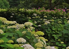 紫陽花