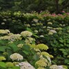 紫陽花