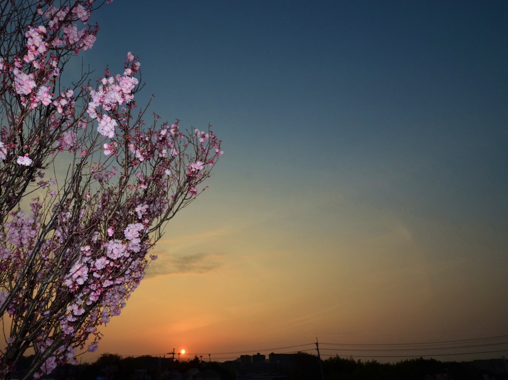 夕桜