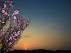 夕桜