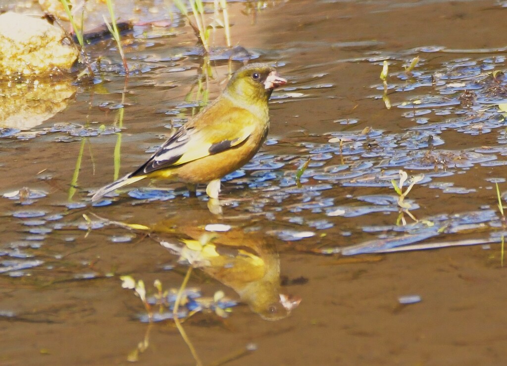 カワラヒワ