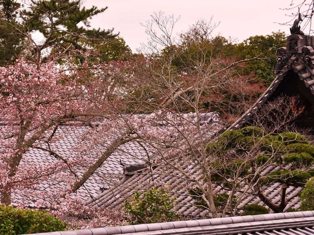 甍波