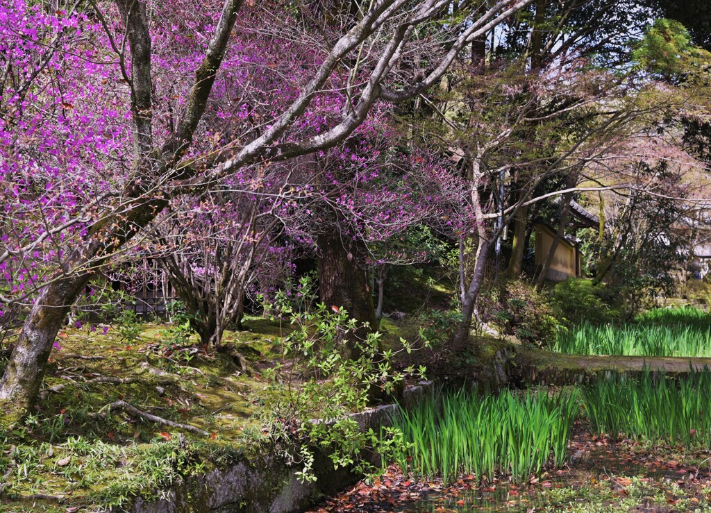 田んぼと花