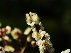 花隣