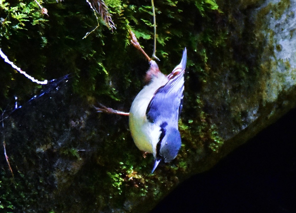 逆吊
