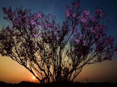 夕闇