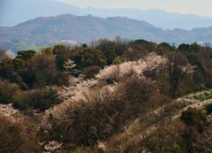 桜帯