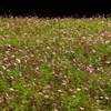 秋桜