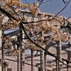 櫻の通り抜け