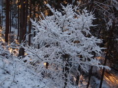 雪の高尾山