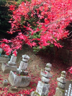 秋の京都