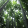 京都の竹林