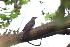 今朝のツツドリ