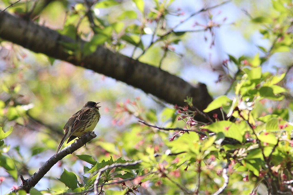 いつもの公園 アオジ