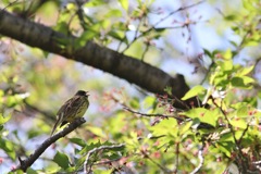 いつもの公園 アオジ