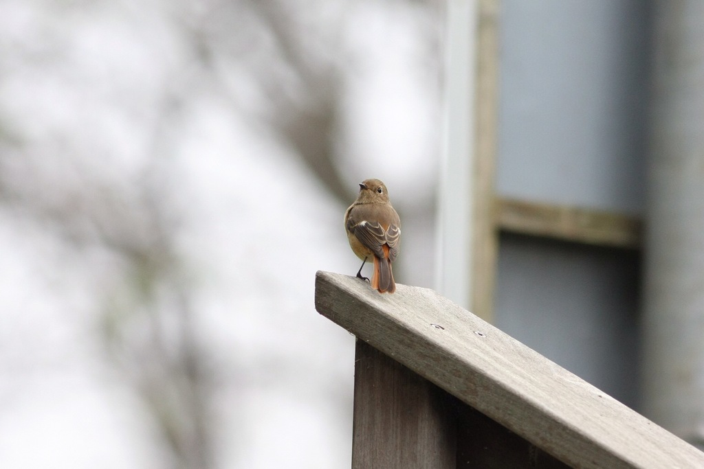 ジョウビタキ雌 今季初