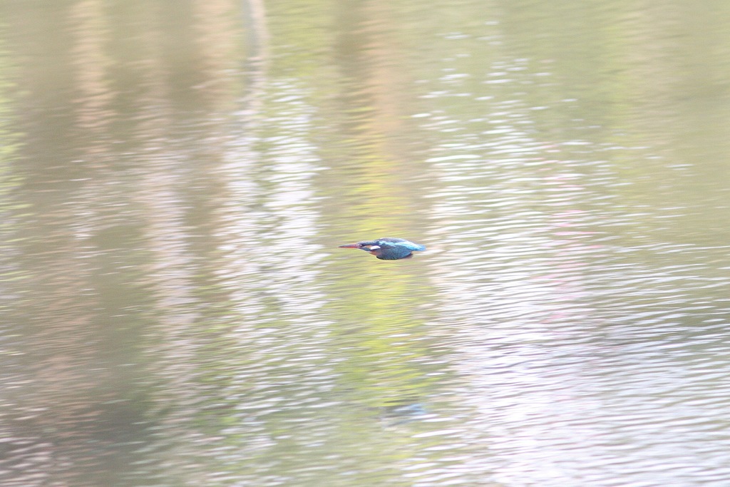 カワセミサイル