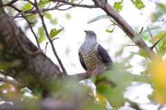 秋を運ぶ鳥