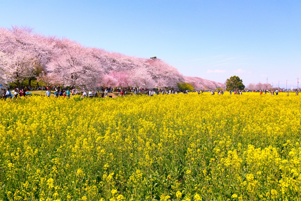 権現堂桜堤