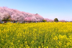 権現堂桜堤