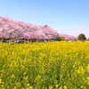権現堂桜堤