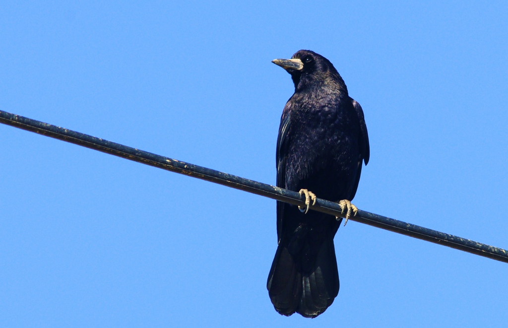 地元ミヤマガラス