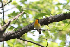 春の渡り ついに登場、キビタキ