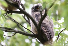 トラフズクの雛