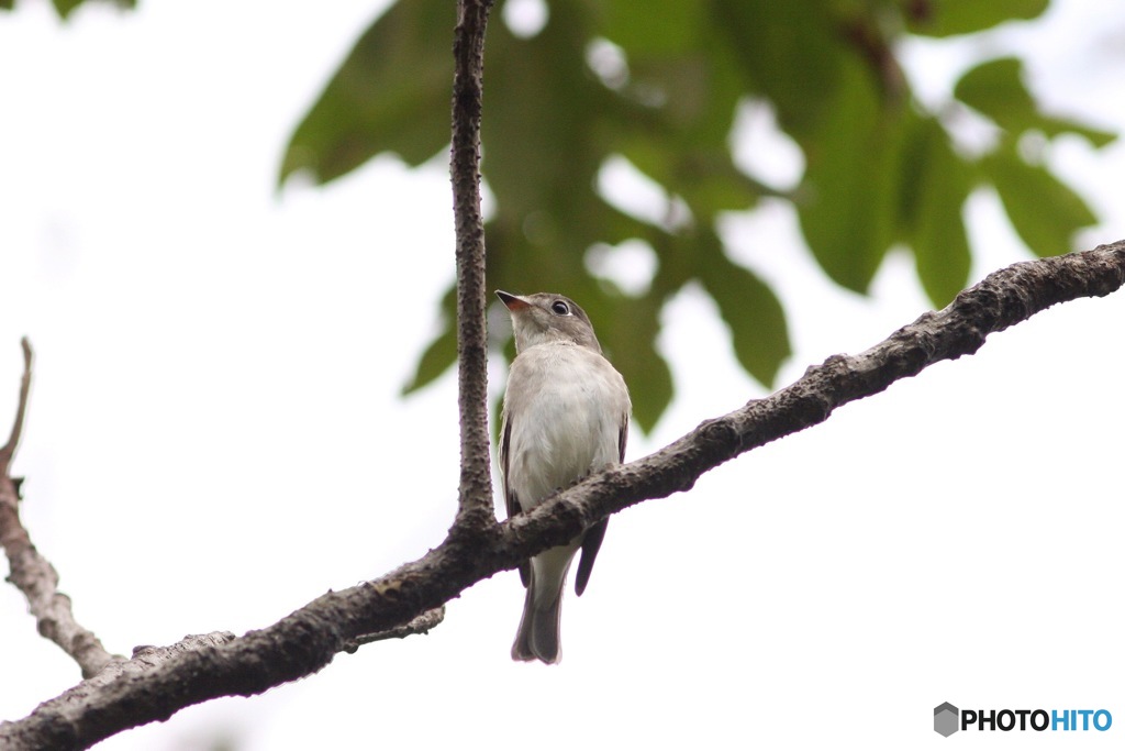 昨日のコサメビタキ