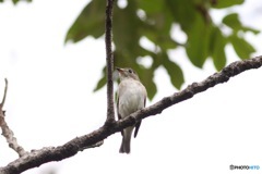 昨日のコサメビタキ