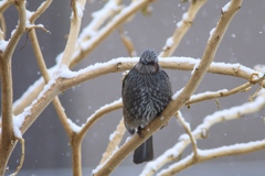 庭の雪ヒヨドリ