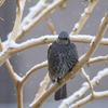 庭の雪ヒヨドリ