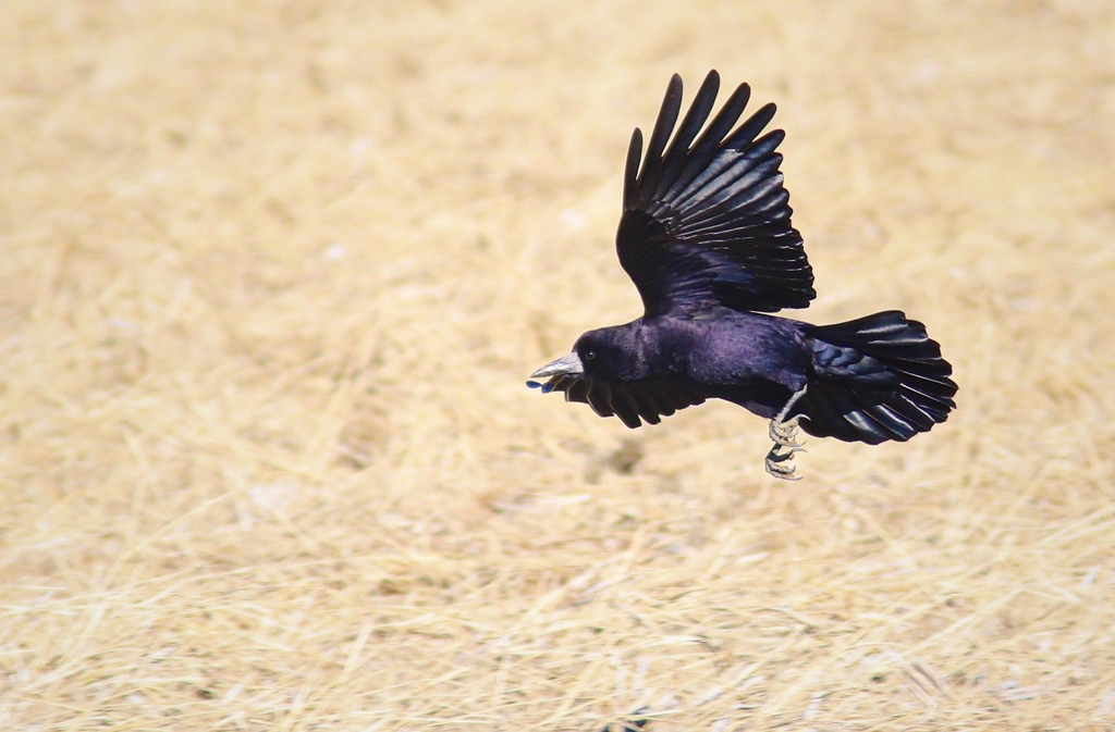 ミヤマガラスの光沢