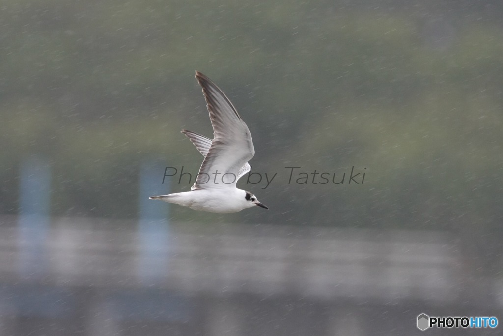 雨中に舞うハジロクロハラアジサシ