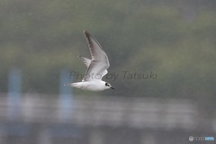 雨中に舞うハジロクロハラアジサシ