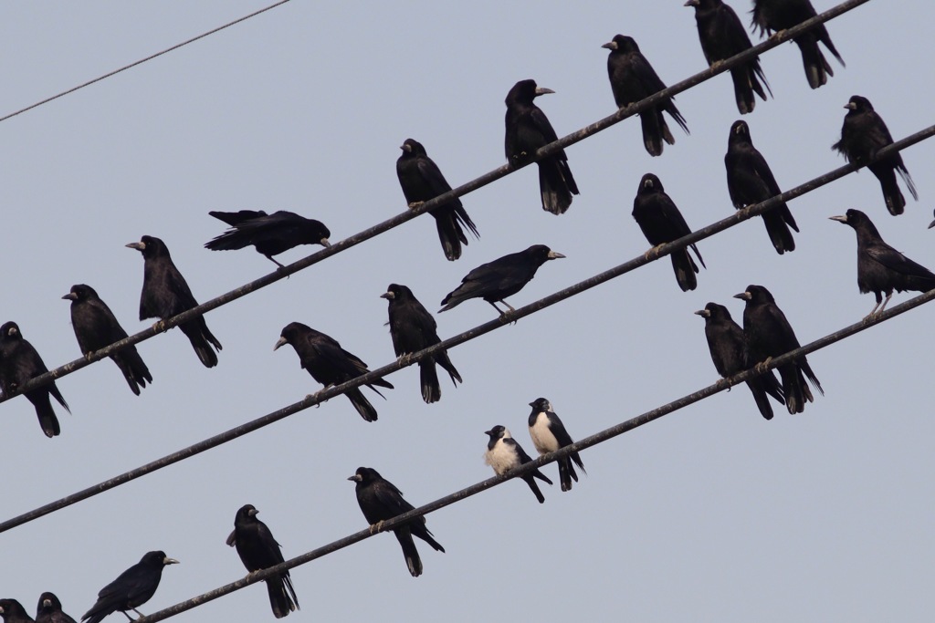 フィールド開拓